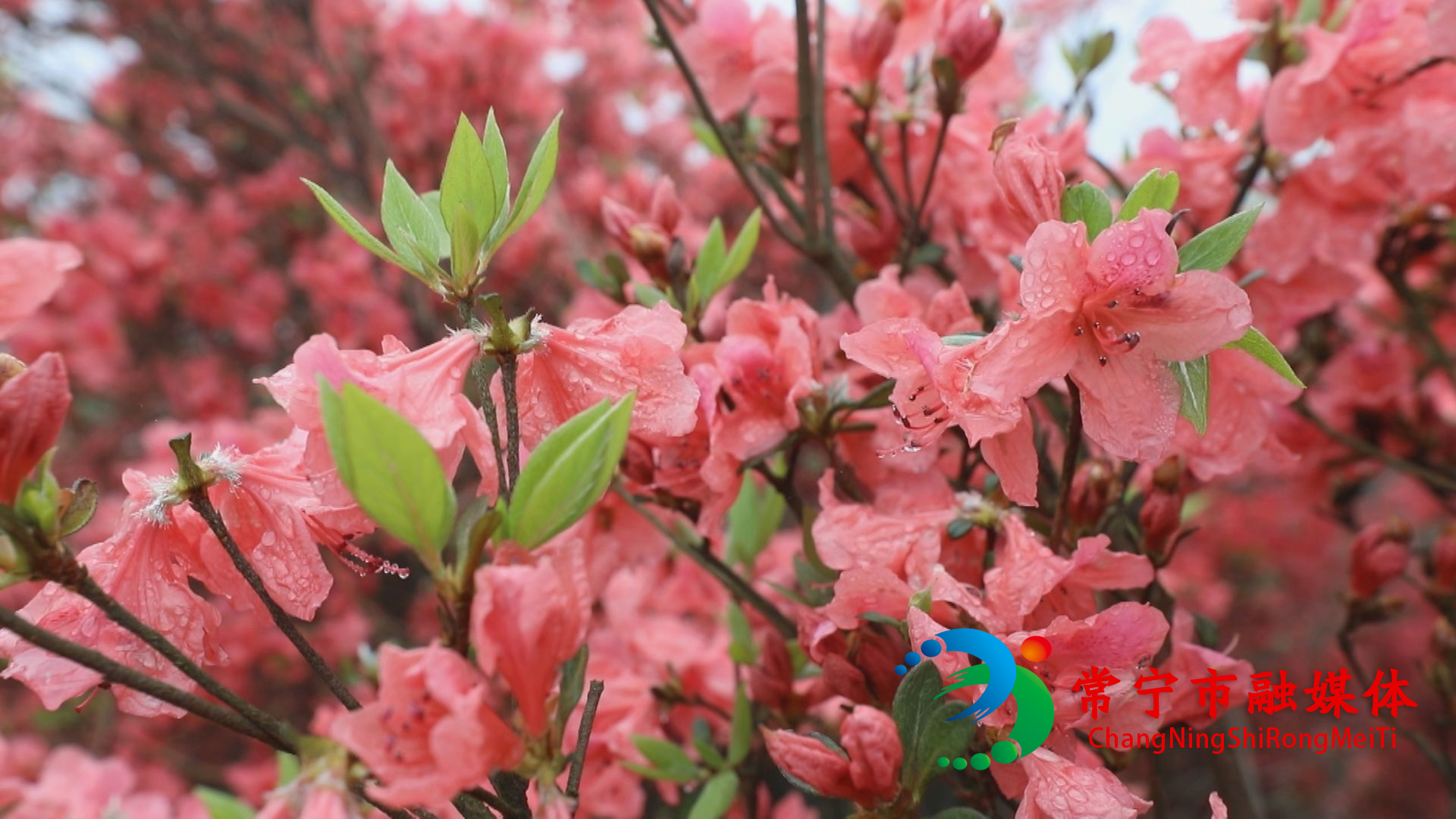 杜鹃花开2.jpg