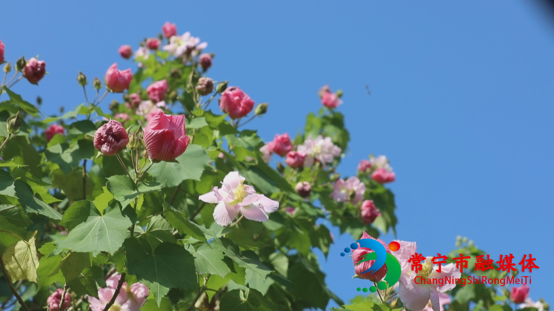 木槿花2.jpg