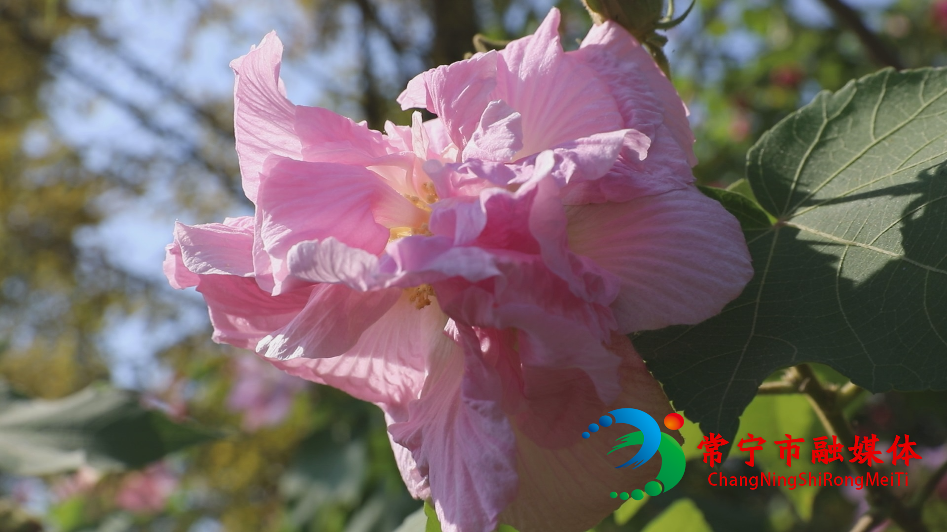 木芙蓉1.jpg