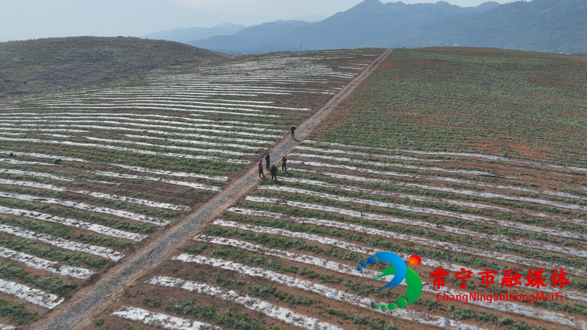 白沙药材4.jpg